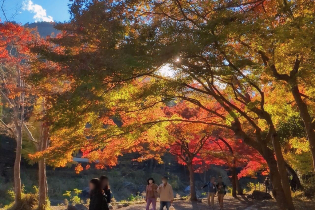 紅葉に包まれた青梅の森を歩く人々。静かな自然の中で感覚がひらくリトリートの舞台