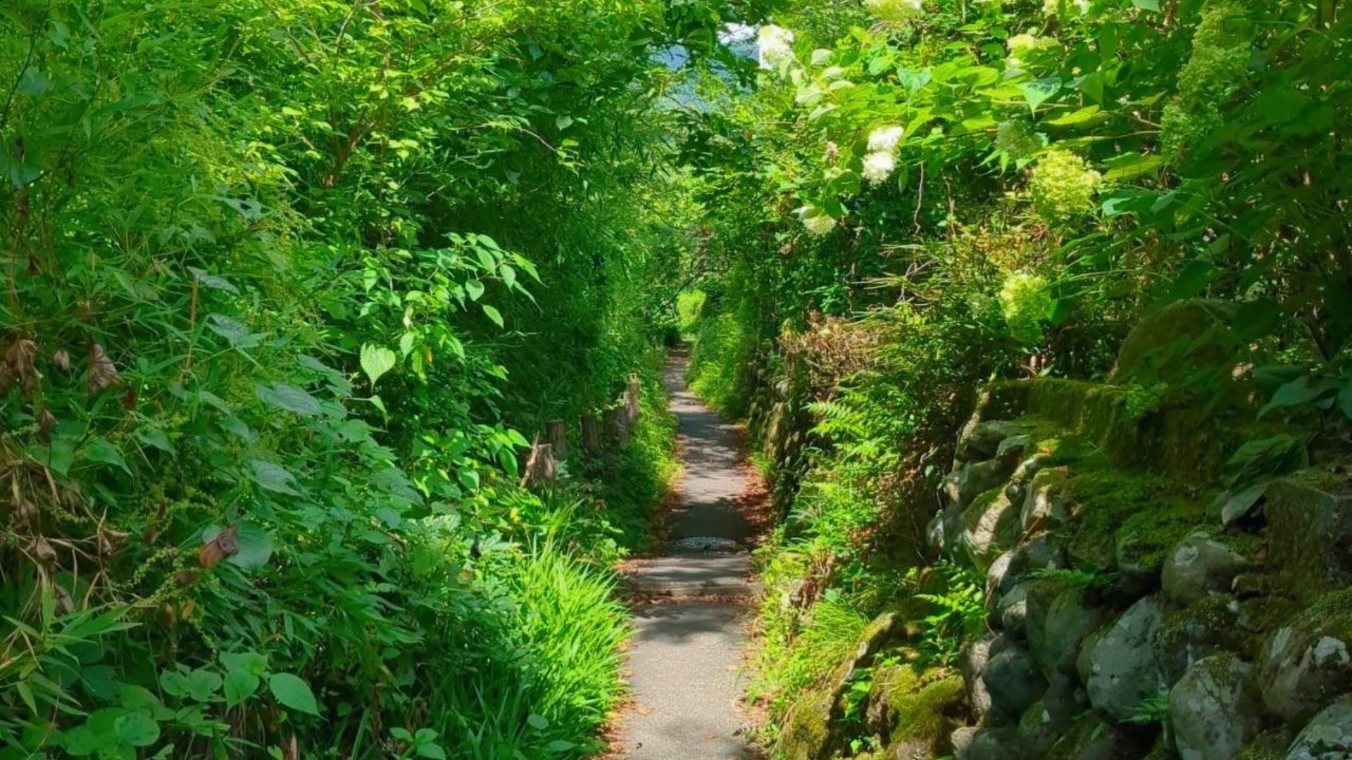 緑の小道に癒しの世界観を重ねた松村有花メソッドスクールのファーストビュー画像